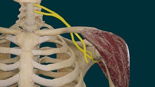 Deltoides Origen inserción función e inervación [upl. by Lucier]