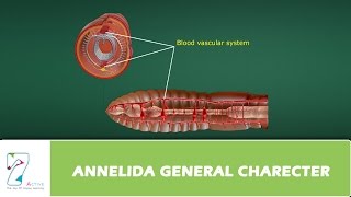 ANNELIDA GENERAL CHARECTER [upl. by Nyer]