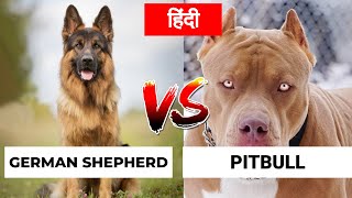 Pitbull Vs German Shepherd in Hindi  Dog VS Dog  PET INFO  Which One is Best For You as Pet [upl. by Ecirtal]