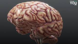 Visualizing the Human Brain [upl. by Udela851]