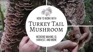 Turkey Tail Mushroom  Medicine Making ID Harvest and More [upl. by Gunas560]