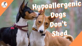 Top 10 Hypoallergenic Dog Breeds That Dont Shed [upl. by Vernon]