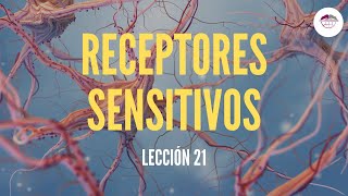 21 RECEPTORES SENSITIVOS FISIOLOGÍA DEL SISTEMA NERVIOSO [upl. by Largent]