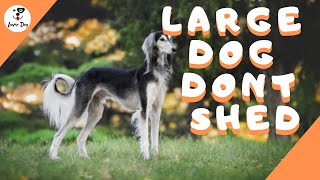 Top 10 Large Dog Breeds That Dont Shed [upl. by Lemraj]