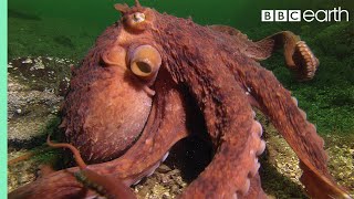 Octopus Steals Crab from Fisherman  Super Smart Animals  BBC Earth [upl. by Redfield]