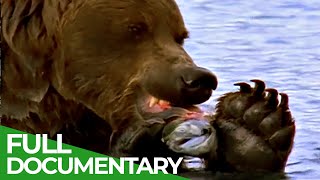 Majestic Bears of Alaska amp British Columbia  Free Documentary Nature [upl. by Leahpar]