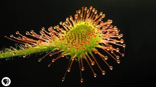 4 DEADLY Carnivorous Plants [upl. by Eigroeg]