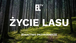 Życie lasu – bogactwo przyrodnicze [upl. by Einnahc124]