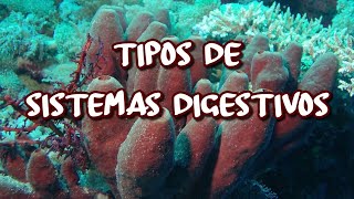 Tipos de sistemas digestivos [upl. by Resarf]