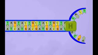 DNA replicationsimple animation [upl. by Nittirb]