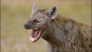 Wild Life  Spotted Hyenas Documentary 2020 Full HD 1080p [upl. by Meng]