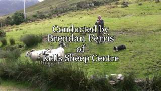 Brilliant Sheep Herding Demonstration Using Border Collies [upl. by Inaliak476]