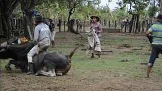 VIDEOS TRABAJO DE LLANO 1 [upl. by Enelcaj]