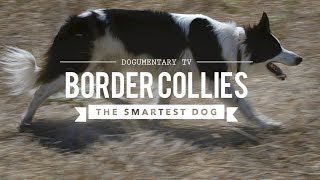 BORDER COLLIE THE WORLDS SMARTEST DOGS [upl. by Uhsoj491]