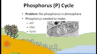 The Phosphorus Cycle [upl. by Margareta17]