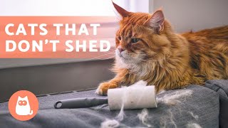 8 CAT BREEDS That SHED the LEAST 🐱 [upl. by Ayojal529]