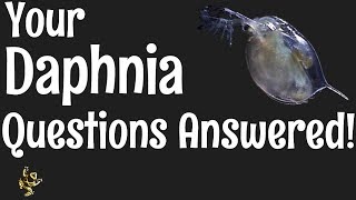 Daphnia Questions Answered [upl. by Anovad]