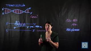Transcripción en células eucariotas [upl. by Mumford]