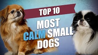 Top 10 Mild Tempered and Calm Small Dogs [upl. by Ailecnarf]