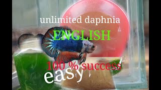 daphnia moina culture Easy way Unlimited production English  with sub Green water Chlorella [upl. by Mears]