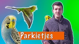 Parkietjes  DierenpraatTV [upl. by Meter606]