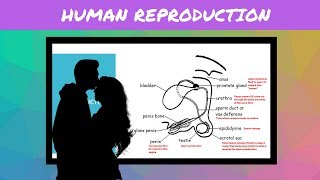 IGCSE BIOLOGY REVISION Syllabus 16 Human Reproduction [upl. by Yrok]