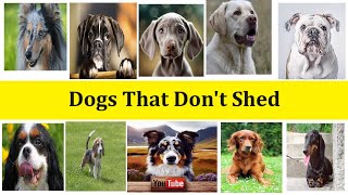 Dogs that dont shed [upl. by Nereen]