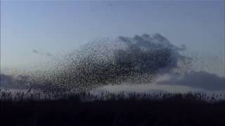 Starling Murmurations [upl. by Jackelyn]