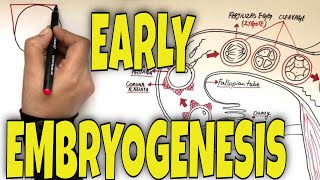 What is Fertilization Gastrulation and Neurulation  Overview [upl. by Valeta]