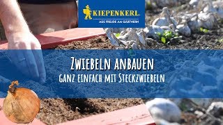 Zwiebeln richtig anbauen  Zwiebeln stecken [upl. by Berke]