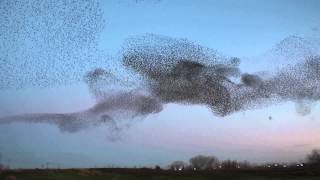 Starling Murmuration Natomas Sacramento California [upl. by Tate]