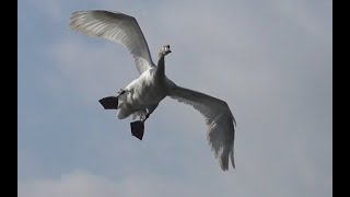 SWANS  Slow Motion Flying Take Off and Landing [upl. by Assecnirp]