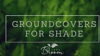 Groundcovers for Shade [upl. by Naelcm753]