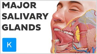 What are the Major Salivary Glands  Human Anatomy  Kenhub [upl. by Wanonah]