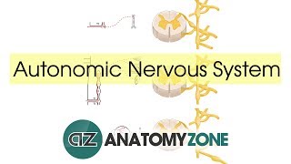 Autonomic Nervous System Introduction [upl. by Eitsud967]