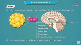 Leptin and Ghrelin hormones mechanism of action  Physiology  USMLE Step 1 [upl. by Lia]