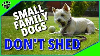 Top 10 Best Small Family Dogs That Dont Shed  Low Maintenance Dogs [upl. by Aisekal124]