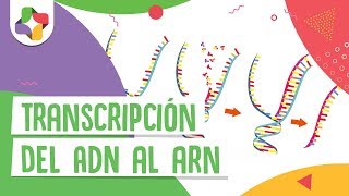 Transcripción del ADN al ARN  Educatina [upl. by Aihsekram98]