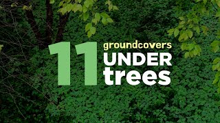 11 Perennial Ground Cover Plants Performing Great Under Trees [upl. by Aleen]