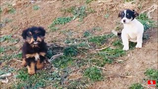 Rescued Two Puppies From The Meadow [upl. by Leryt]