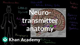 Neurotransmitter anatomy  Organ Systems  MCAT  Khan Academy [upl. by Eriha]