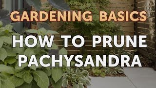 How to Prune Pachysandra [upl. by Erie]