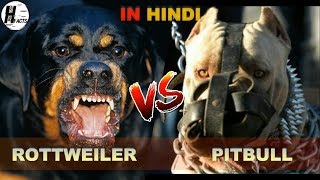 Rottweiler VS Pitbull  Hindi  COMPARISON  DOG VS DOG  HINGLISH FACTS [upl. by Mont]