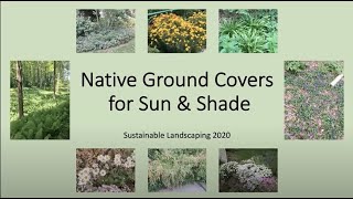 Native Ground Covers for Sun and Shade 2020 [upl. by Burck]