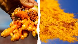 TURMERIC  How Does it Grow [upl. by Ariamat]