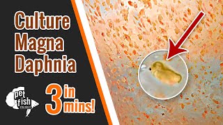 How to culture DAPHNIA MAGNA  The easy way [upl. by Cornela]