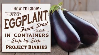 ★ How to Grow Eggplant aka Aubergine from Seed in Containers A Complete Step by Step Guide [upl. by Grodin]