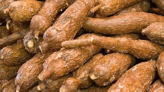 13 Surprising Health Benefits of Cassava [upl. by Girand]