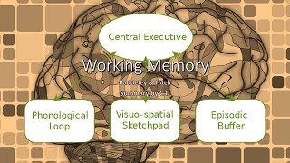 Working Memory  Cognitive Psychology [upl. by Irek189]