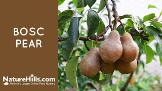 Bosc Pear  Naturehillscom [upl. by Ahkos]